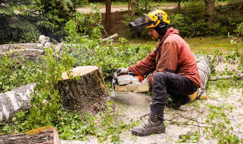arborist in mankato mn