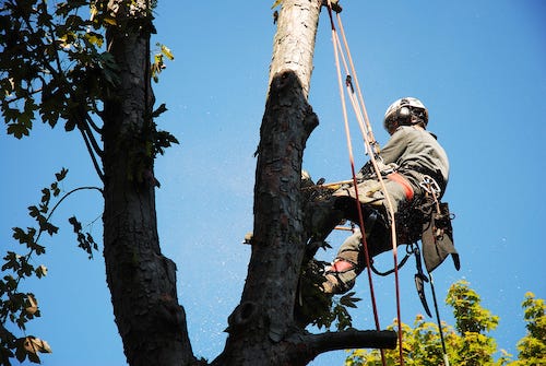 tree trimming in mankato mn